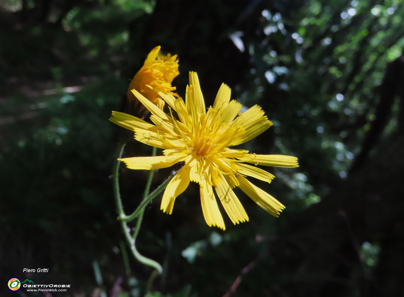 25 Scorzonera humilis- Scorzonera minore sul sent. 505 con bosco di carpini neri.JPG